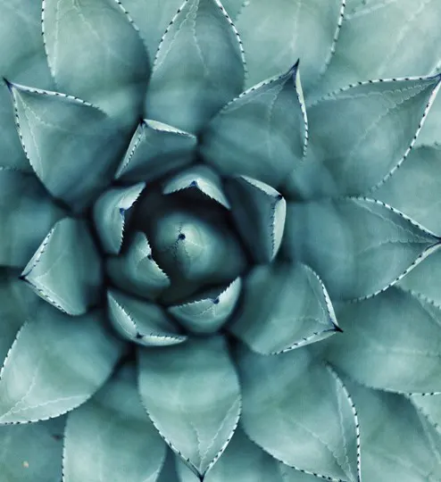 luxury nutrition wellness 1